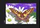 Butterfly 1